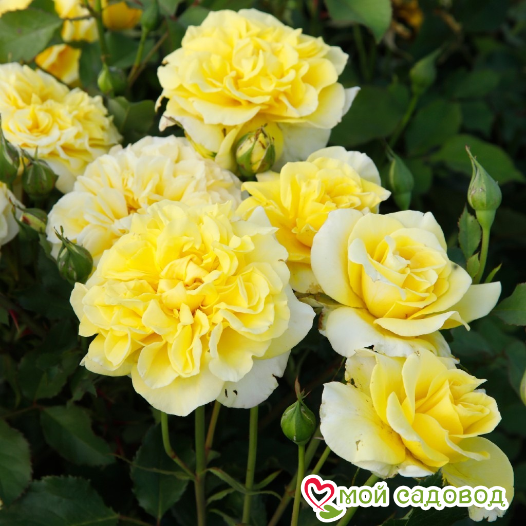 Роза Штернталер