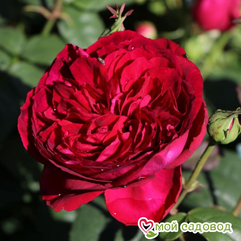 Роза чайно-гибридная Госпел