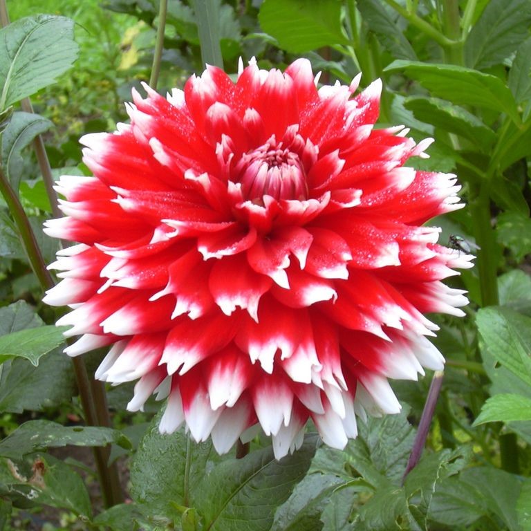 Георгина декоративная Дабл Жё (DOUBLE JEU)