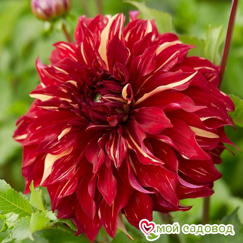 Георгина Богемиан Спартакус