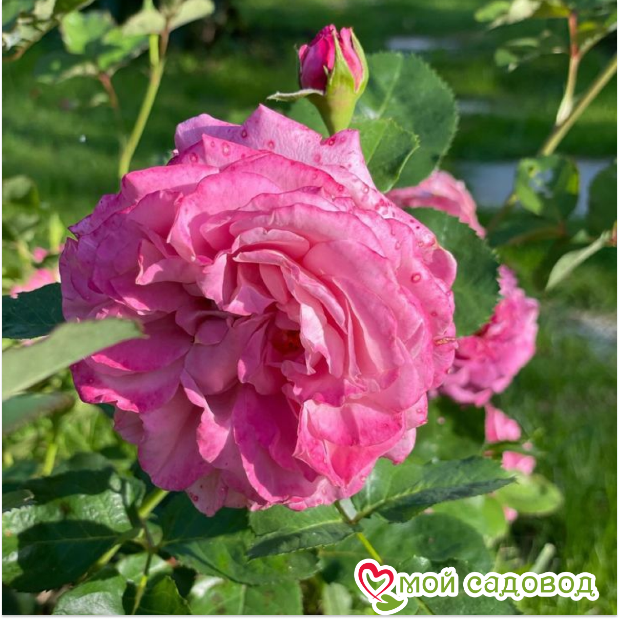 Роза Агнес Шиллингер