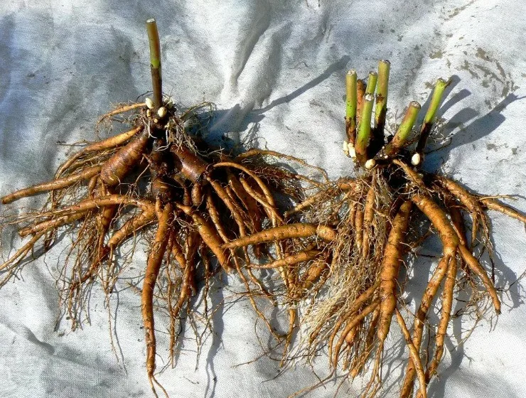 Лилейник Блю Айрис